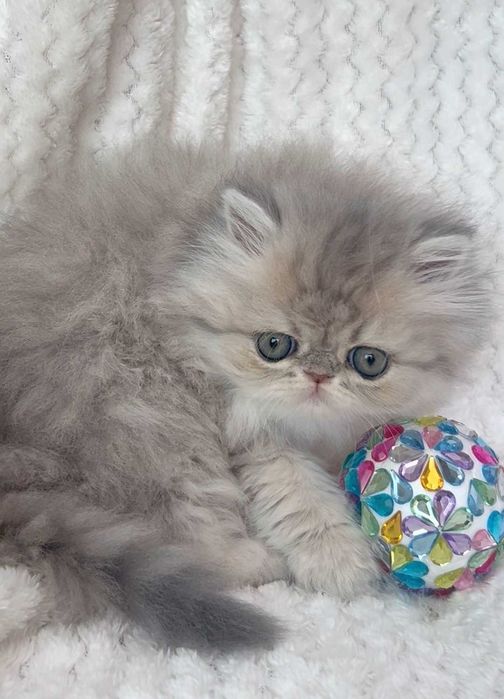pisica persana chinchilla cu pedigree