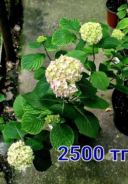 Гортензии разные сорта