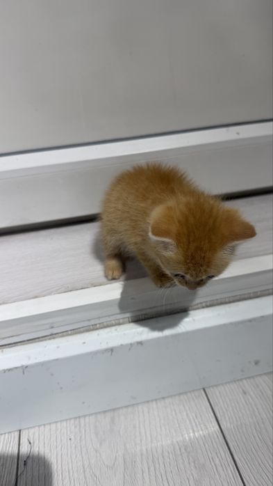 Отдалим котенка ,девочка