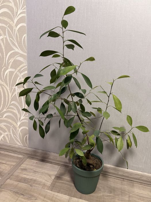 Продам фикус микрокарпа