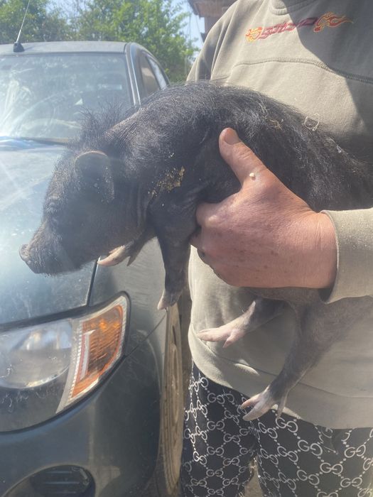 donez pisicuta  rasa europeana