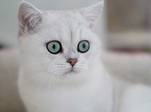 Британски Късокосмести котета