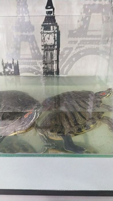 Краснаухая черепха большая