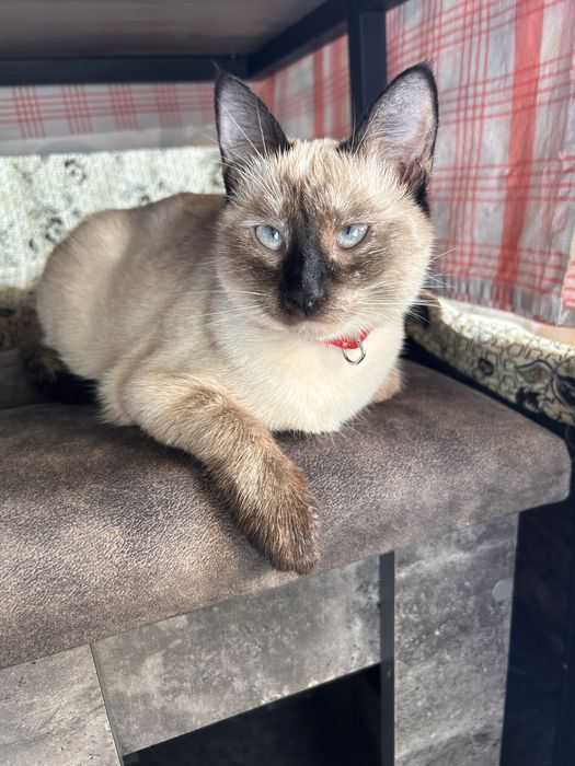 Вязка сиамской кошки