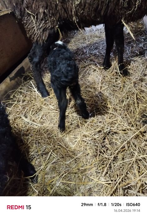 Продам овцу с ягненком