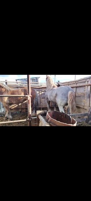 Продам жеребца и кобылку