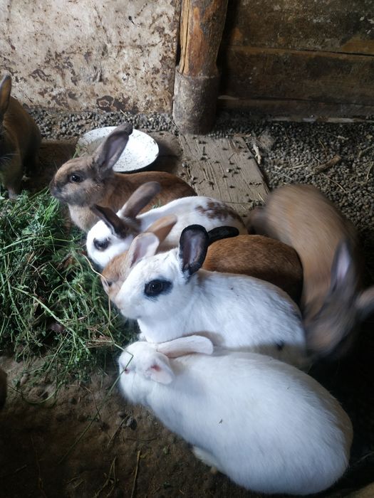 Quyon quyon кролики