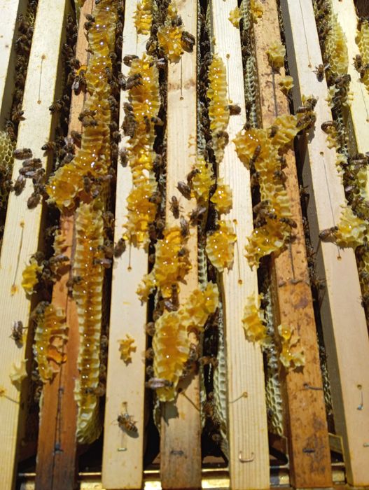 Отводки пчелни        .