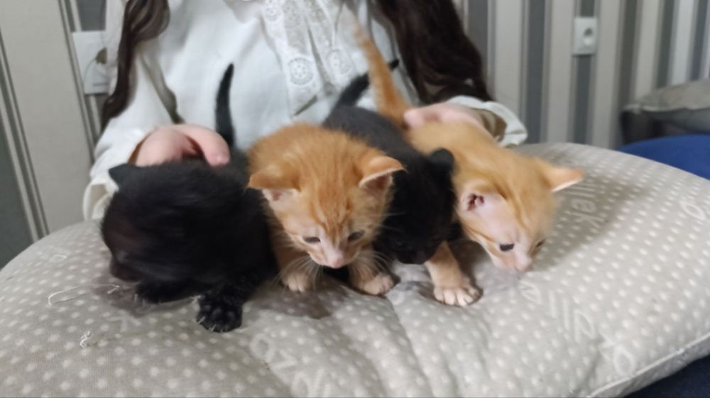 Отдаю кошку и котят в хорошие руки!