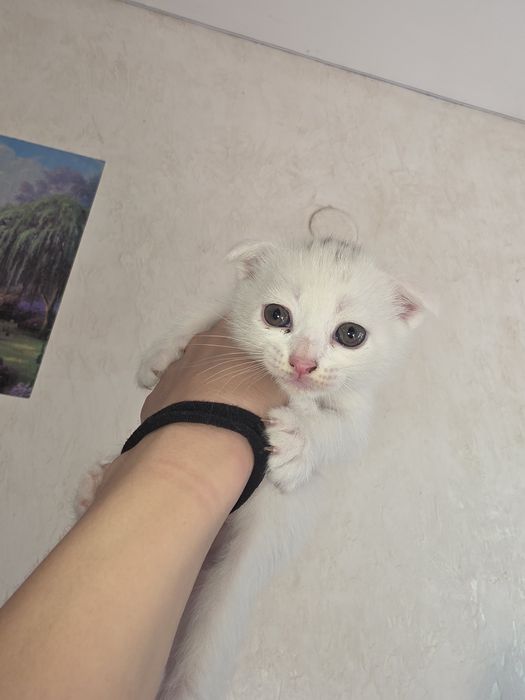 Продам котёнка скоттиш фолд девочка