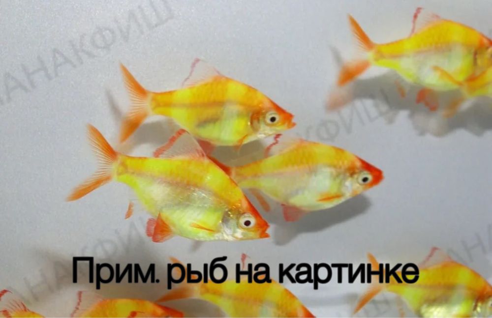 Аквариум с рыбками