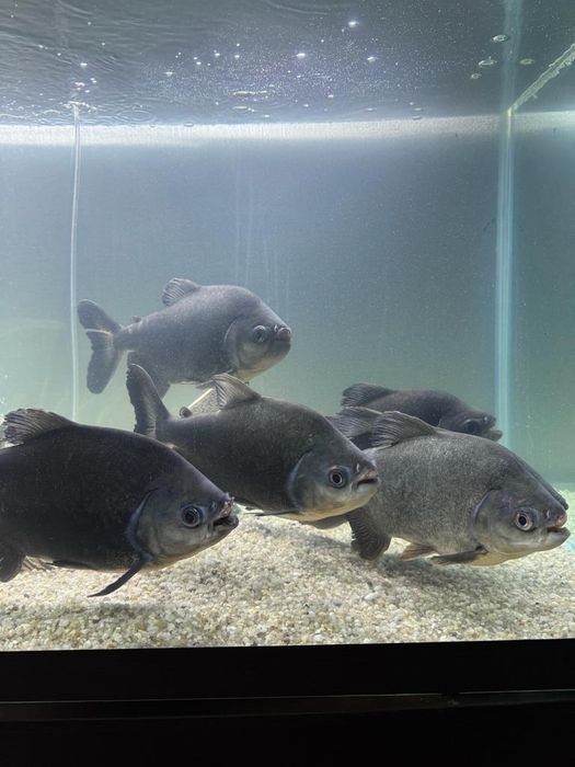 Пиранье сатамын.