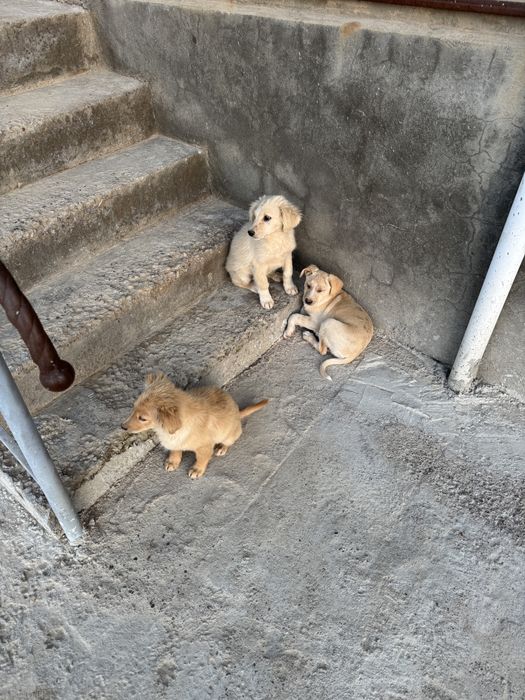 Шенки 3 месяца самцы, привитые,