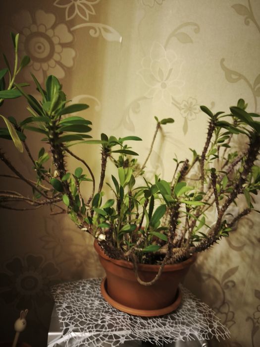 Комнатное растение