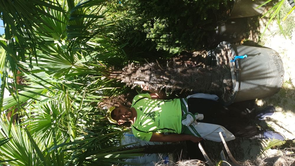 Vindem palmieri de mai multe dimensiuni ce rezistă la îngheț