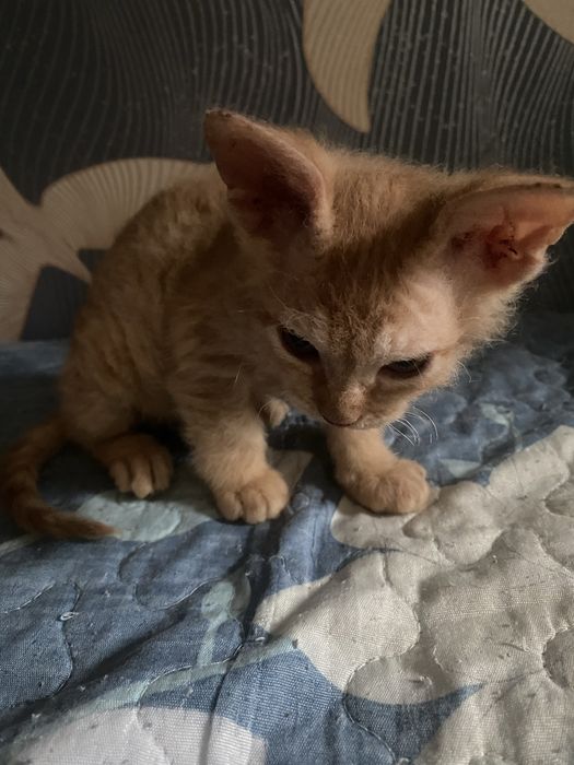 Продам котенка сфинкса