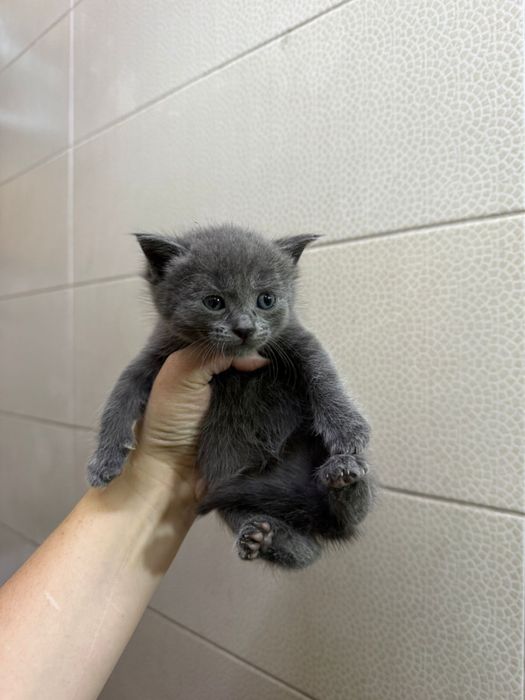 Очаровательные котята ищут дом !