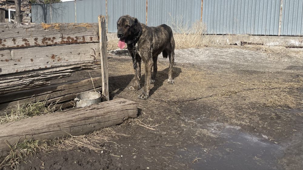 Продается Алабай