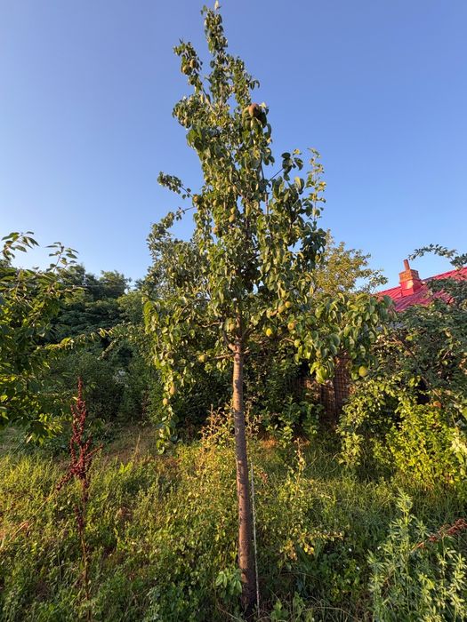 Teren intravilan - Mîșcuneștii Mari, Ilfov