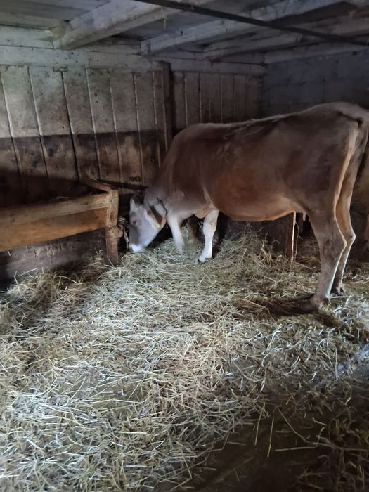 Vaca.  de vanzare