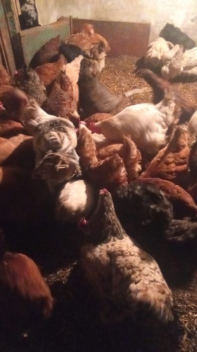 Куицы несушки