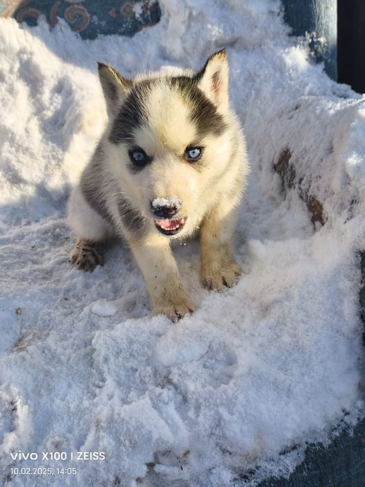Очаровательные щенки сибирской хаски.