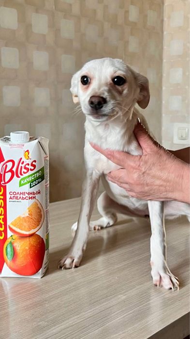 Девочка Юта ищет дом и семью!