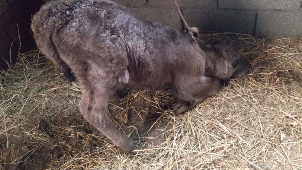 Продам телёнка телочка