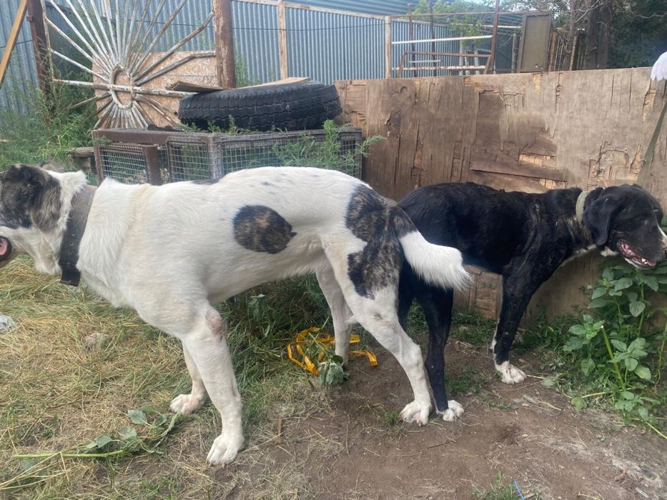 Продается молодой