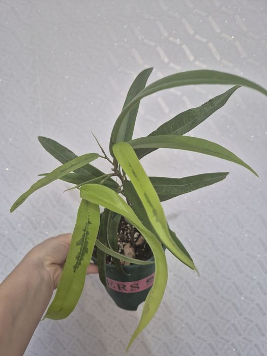 Продам разные сорта фикусов