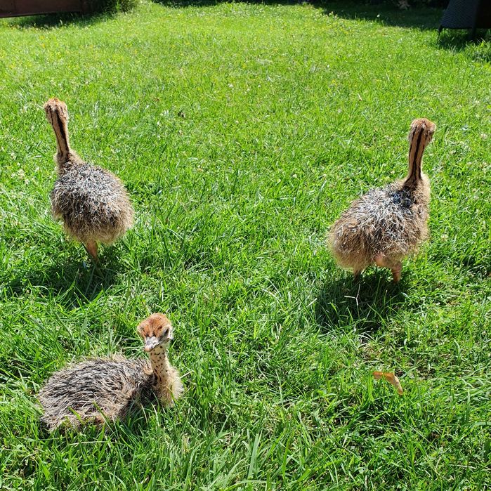 Vând pui de struți