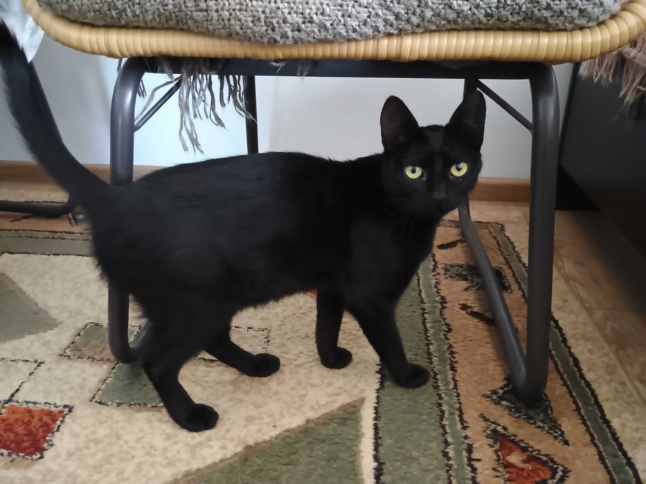 Dau pentru adoptie pisica neagra