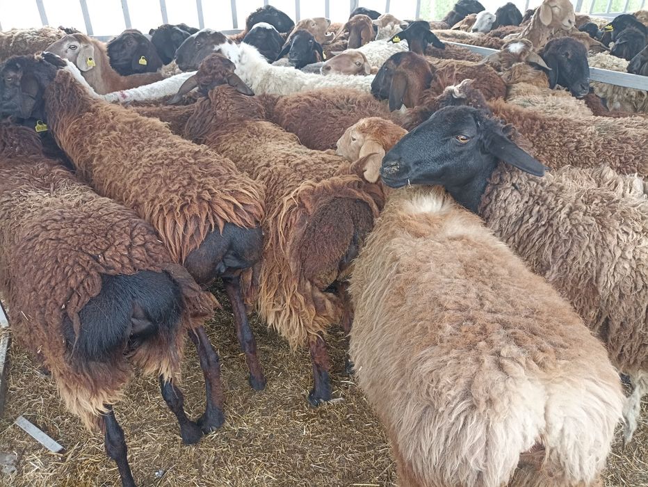 Кой,қой,токты,сек