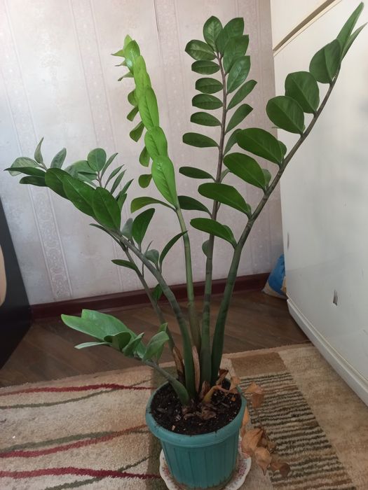 Доллорывый гүлдер.