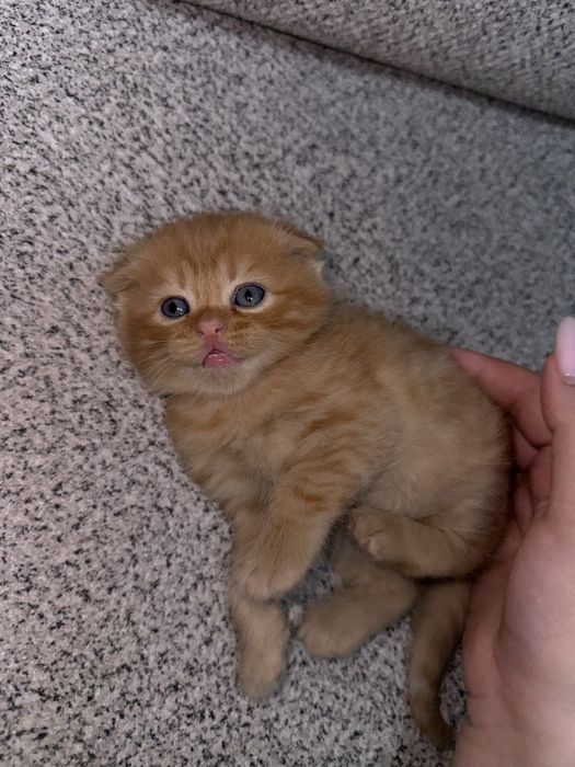 Шотландский вислоухий рыжий котёнок, 1.5 месяца