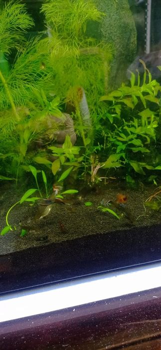 Аквариумные рыбки гуппи