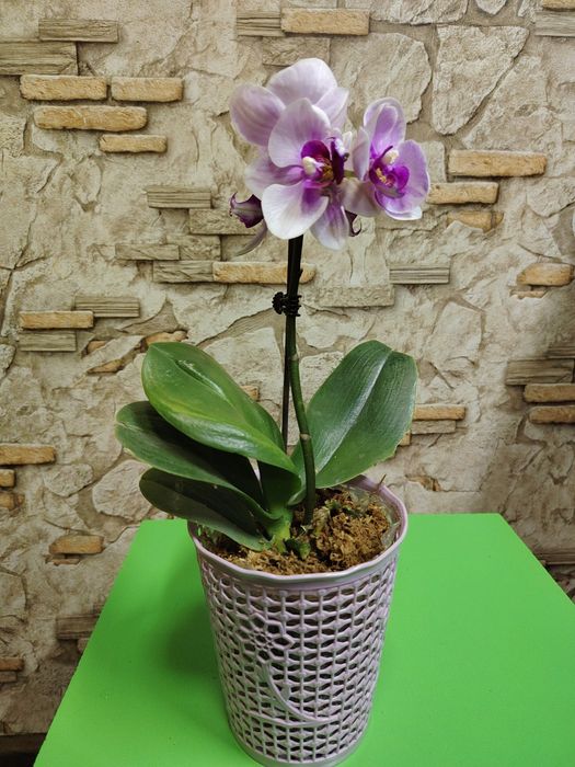 Орхидеи по выгодной цене