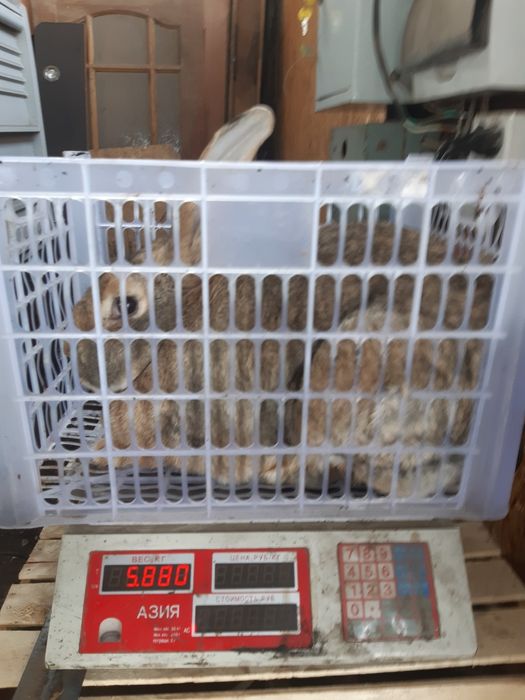 Продам крупных крольчих.