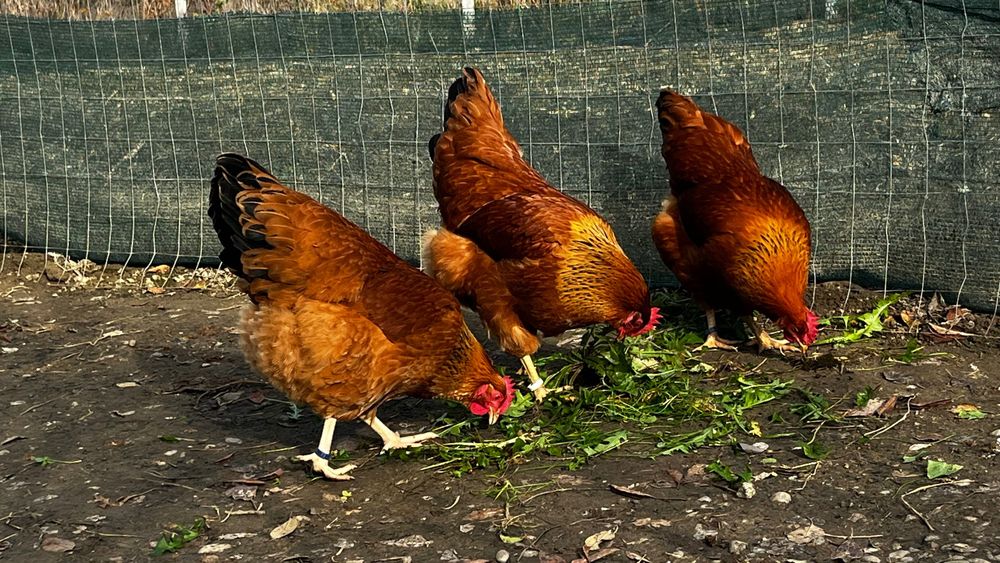 New Hampshire oua de incubat