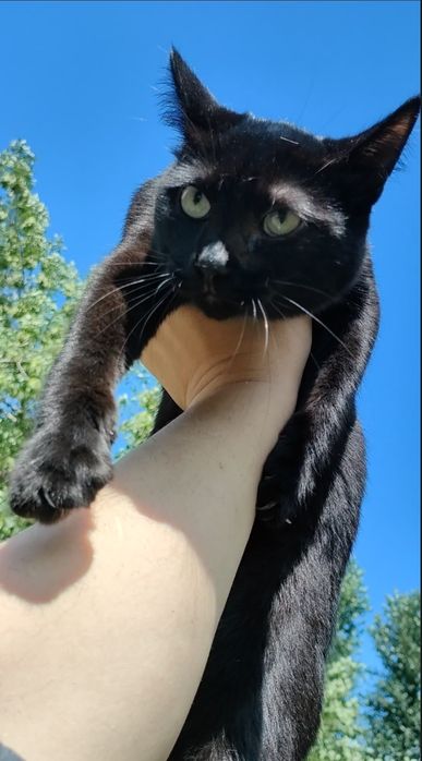 Кот, молоденький, ласковый.