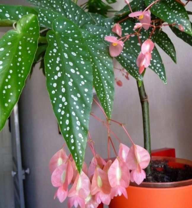 Бегония Тамая в наличии