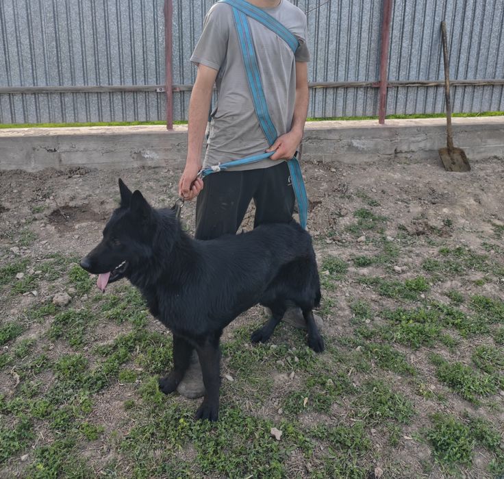 Салам алейкум Продается Немецкий овчарка