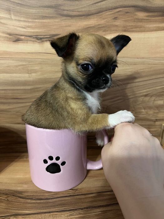 Продавам мини чихуахуа