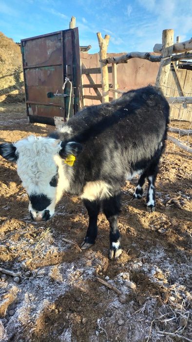 Ұрғашы баспақ семіз сыйыр