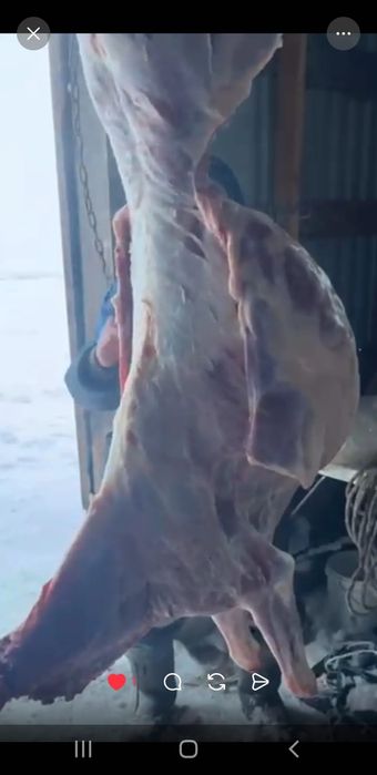 Конина мясо свежее