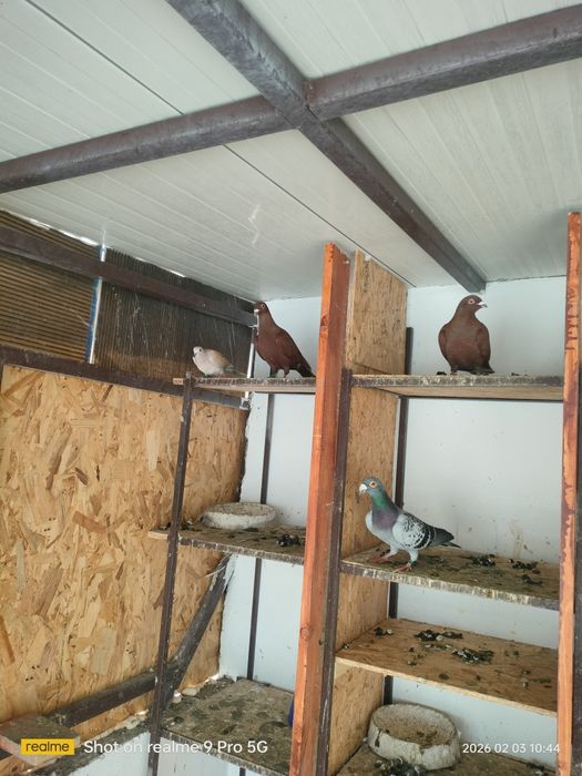 Vând porumbei voiajori stil vechi și voiajori roșii de București..