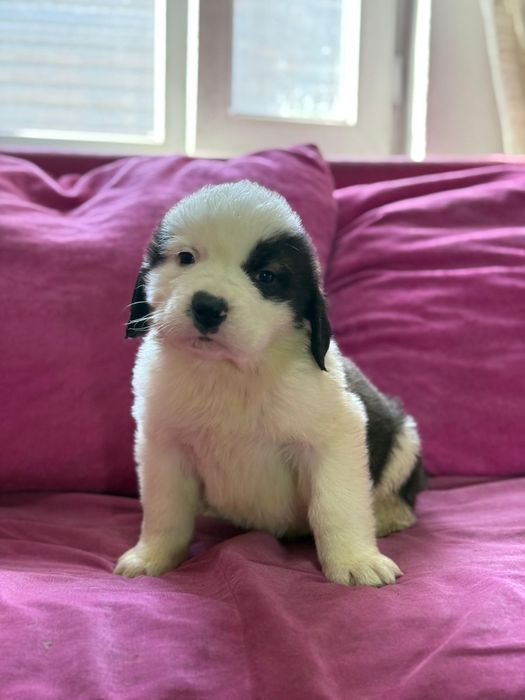 Малыши сенбернара