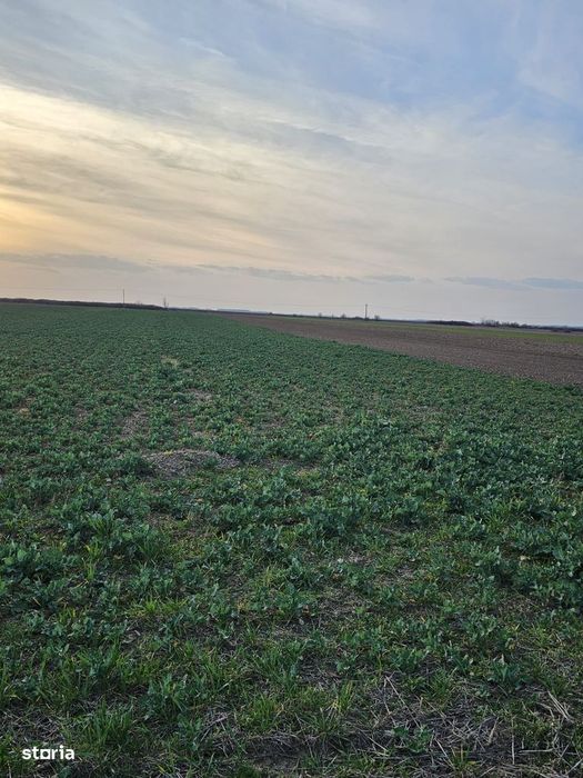 Teren 21600 mp in apropiere de Autostrada Transulvania