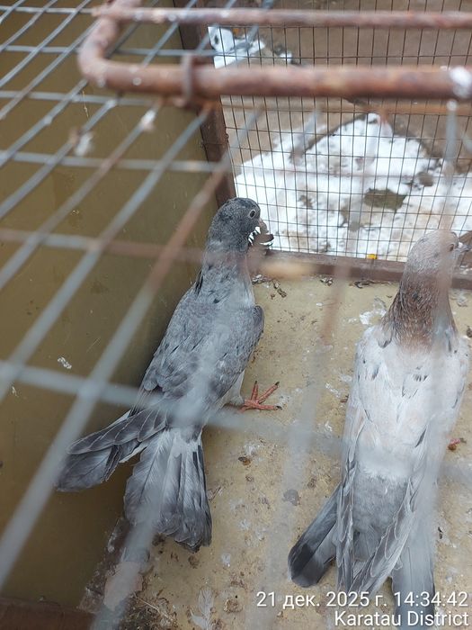 Голуби Широкохвостые