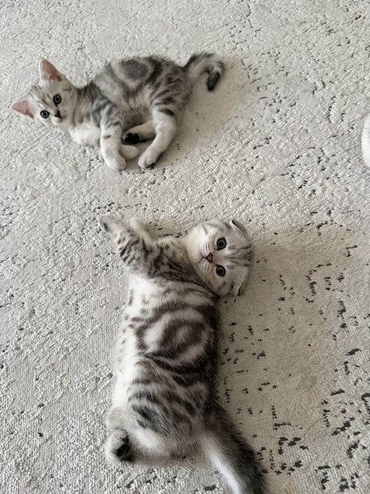 Скоттиш фолд котенок